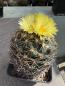 Preview: Coryphantha cornifera